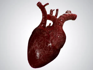 heart overblooded rigged animated pbr 3D Model