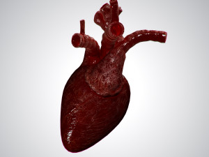 heart overblooded rigged animated pbr 3D Model