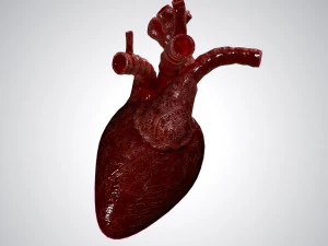 heart overblooded rigged animated pbr 3D Model