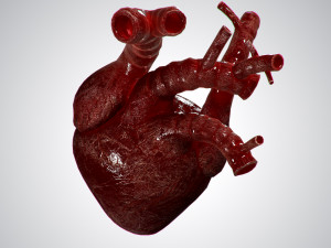 heart overblooded rigged animated pbr 3D Model