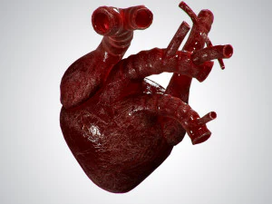 heart overblooded rigged animated pbr 3D Model