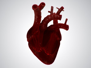 heart overblooded rigged animated pbr 3D Model