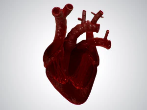 heart overblooded rigged animated pbr 3D Model