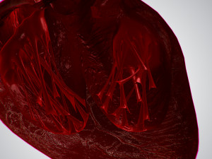 heart overblooded rigged animated pbr 3D Model