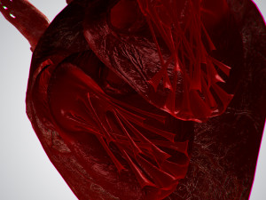 heart overblooded rigged animated pbr 3D Model