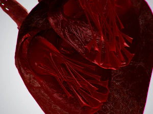 heart overblooded rigged animated pbr 3D Model