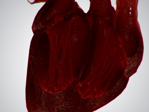 heart overblooded rigged animated pbr 3D Model