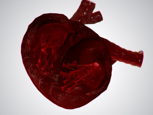 heart overblooded rigged animated pbr 3D Model
