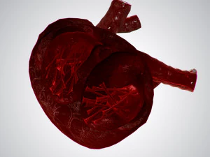 heart overblooded rigged animated pbr 3D Model