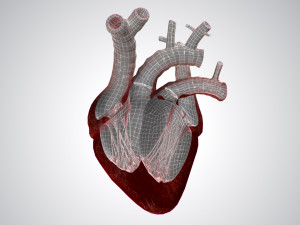 heart overblooded rigged animated pbr 3D Model