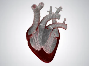 heart overblooded rigged animated pbr 3D Model