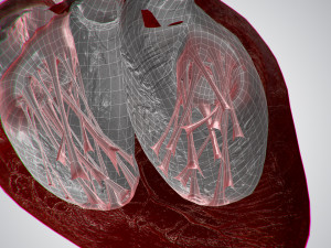 heart overblooded rigged animated pbr 3D Model