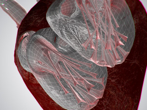heart overblooded rigged animated pbr 3D Model