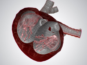 heart overblooded rigged animated pbr 3D Model