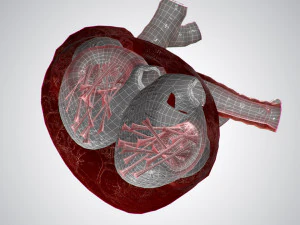 heart overblooded rigged animated pbr 3D Model