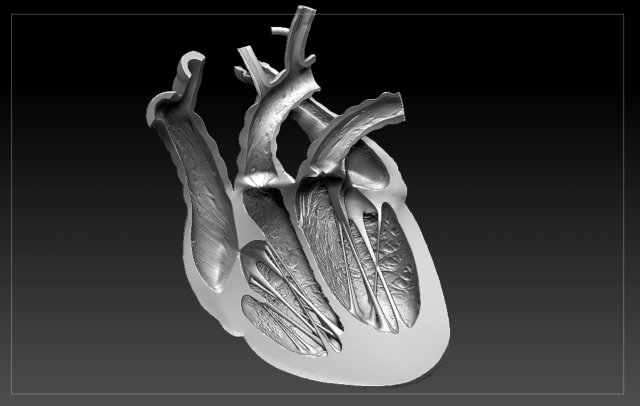 heart sliced stl 3d print model Modelo de Impressão 3D .c4d .max .obj .3ds .fbx .stl .blend 