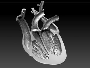 heart sliced stl 3d print model 3D Print Model
