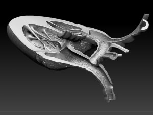 heart sliced stl 3d print model Modelo de Impressão 3D