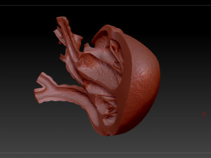heart sliced stl 3d print model Modelo de Impressão 3D
