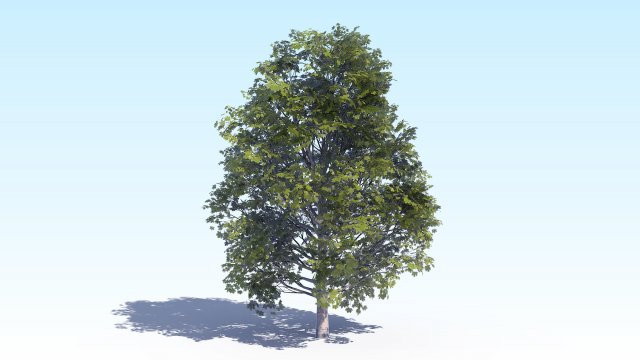 maple acer tree 04 archviz 3D Модель .c4d .max .obj .3ds .fbx .stl .blend 