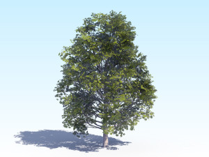 maple acer tree 04 archviz 3D Model