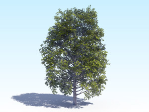 maple acer tree 04 archviz 3D Модель