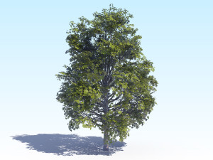 maple acer tree 04 archviz 3D Модель