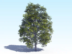 maple acer tree 04 archviz 3D Model