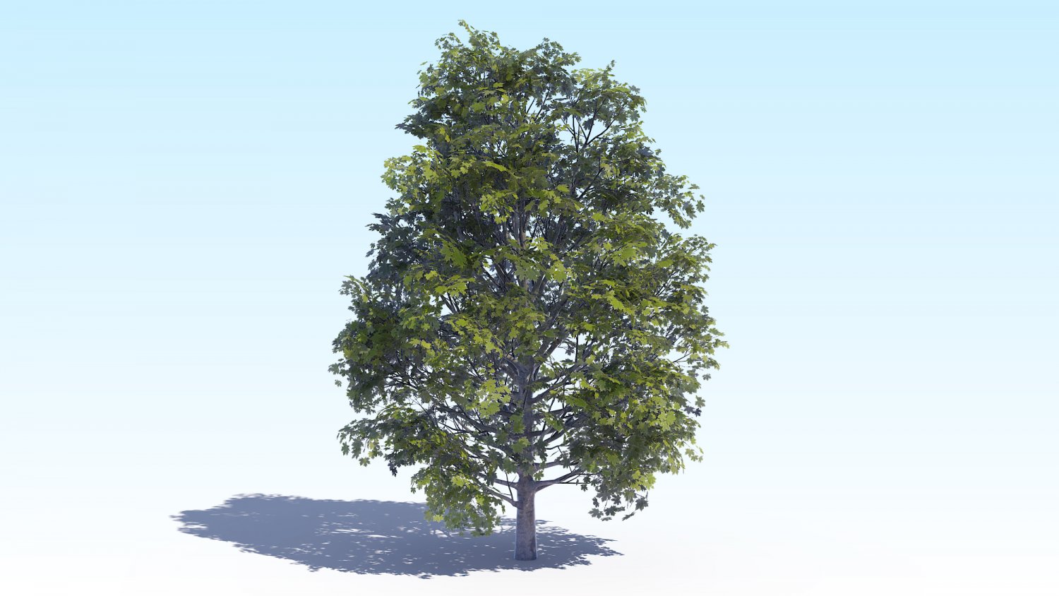 Деревья в 3ds Max. Дерево для 3d Max. 3d модель дерева fbx. Деревья для фона в 3d Max.
