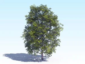 maple acer tree 04 archviz 3D Model