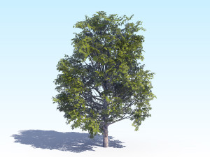maple acer tree 04 archviz 3D Модель
