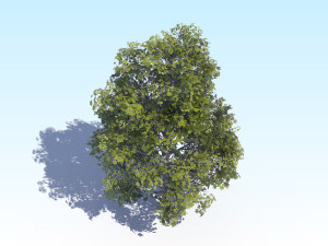 maple acer tree 04 archviz 3D Модель
