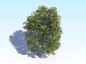 maple acer tree 04 archviz 3D Модель