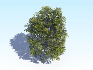 maple acer tree 04 archviz 3D Model