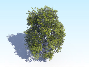maple acer tree 04 archviz 3D Модель