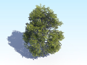 maple acer tree 04 archviz 3D Модель