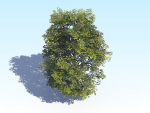 maple acer tree 04 archviz 3D Модель