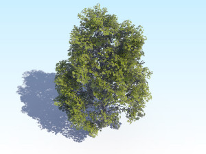 maple acer tree 04 archviz 3D Модель