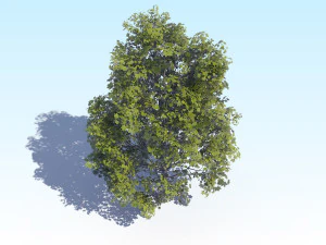 maple acer tree 04 archviz 3D Model