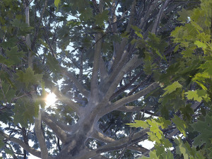 maple acer tree 04 archviz 3D Модель