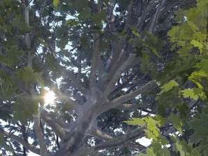 maple acer tree 04 archviz 3D Model