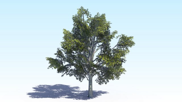 maple acer tree 03 archviz Modelo 3D .c4d .max .obj .3ds .fbx .stl .blend 