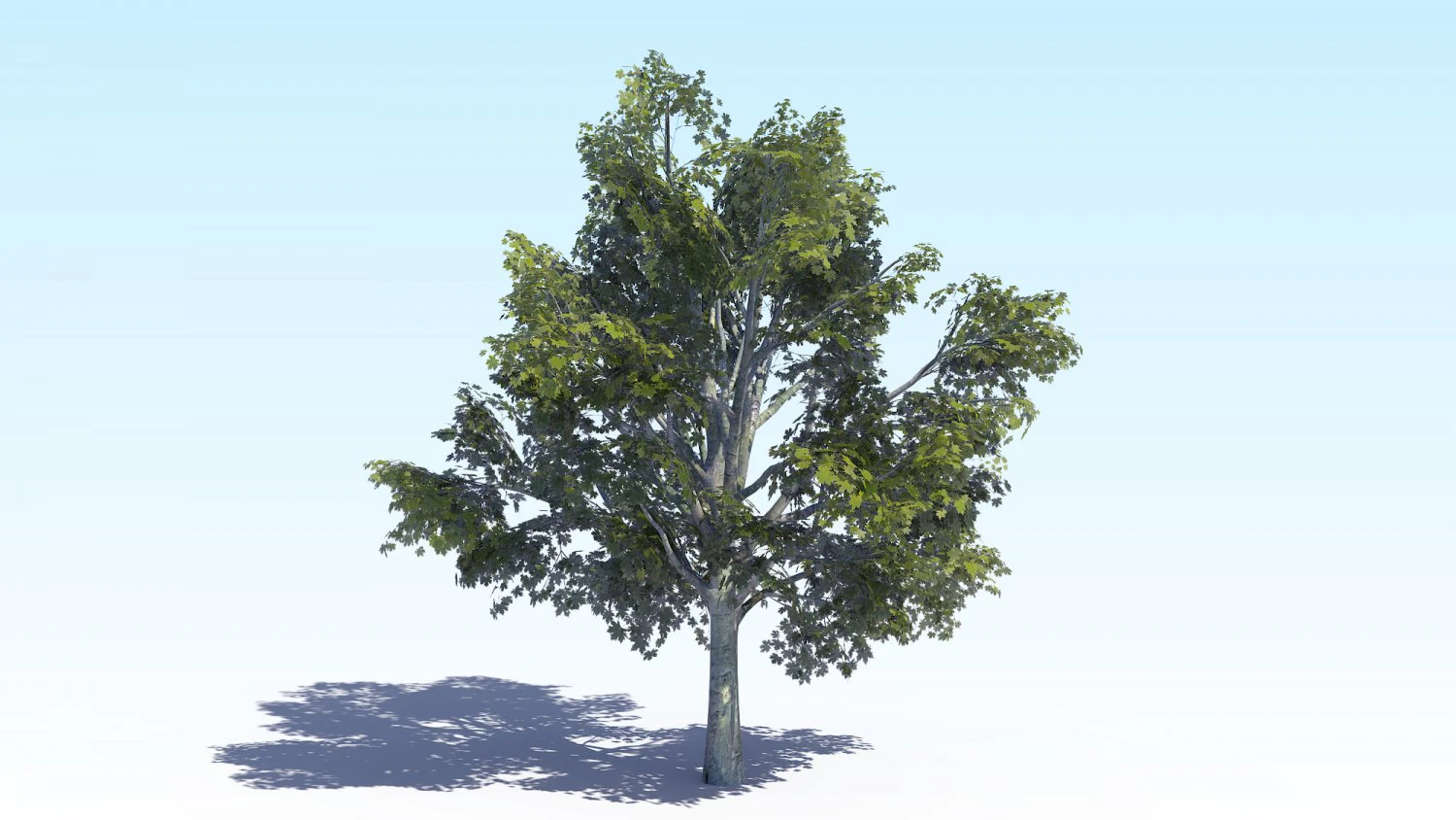 maple acer tree 03 archviz 3D Model .c4d .max .obj .3ds .fbx .stl .blend 