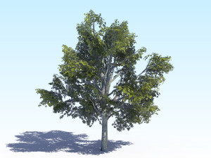 maple acer tree 03 archviz 3D Model