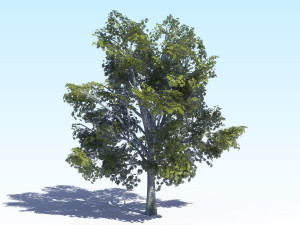 maple acer tree 03 archviz Modelo 3D