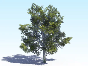 maple acer tree 03 archviz 3D Model