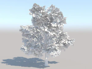 maple acer tree 03 archviz 3D Model