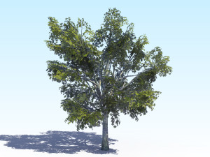 maple acer tree 03 archviz Modelo 3D