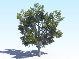 maple acer tree 03 archviz Modelo 3D