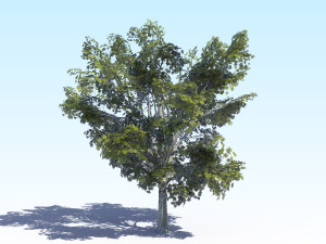 maple acer tree 03 archviz Modelo 3D